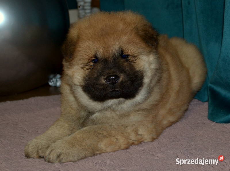 CHOW CHOW PIĘKNE ŚLICZNE SUNIE I PIESKI łódzkie