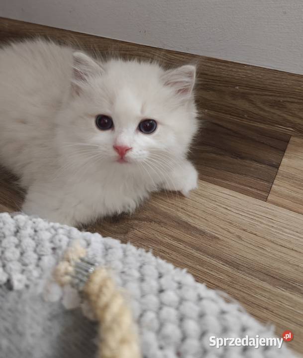 Cudowne kociaki Ragdoll FPL prawdziwy rodowód