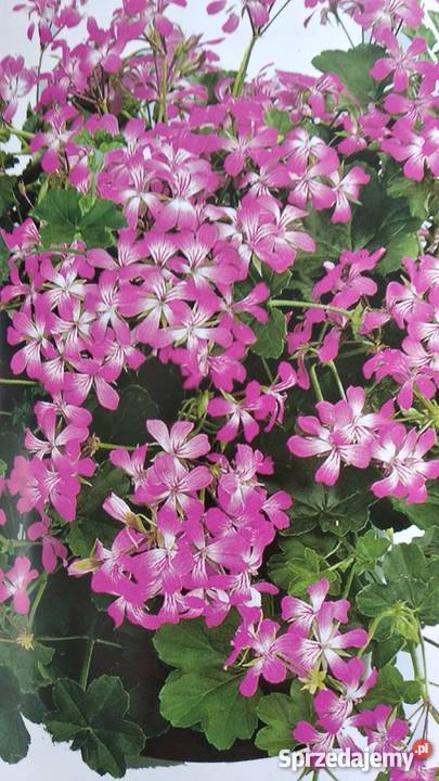 Sadzonki Pelargonia Nowe odmiany Kraków