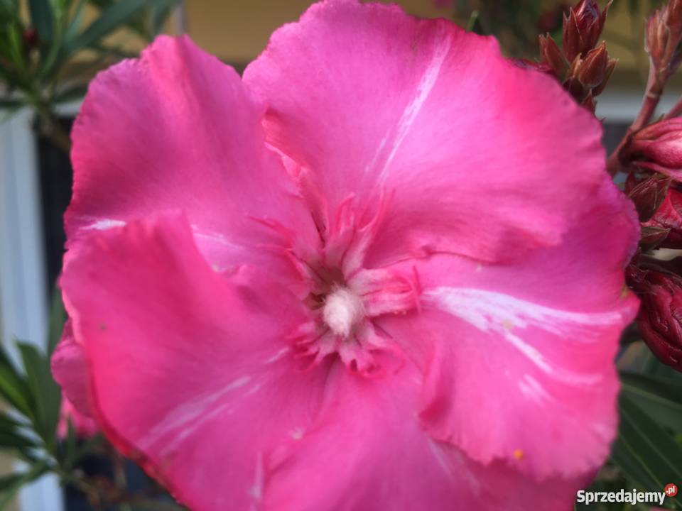 Sadzonki oleander kremowy Brzeźnica