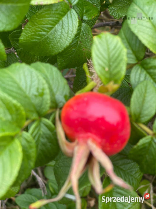 Grunt 1845 metrów Podkampinos Jagodowa Sprzedaż