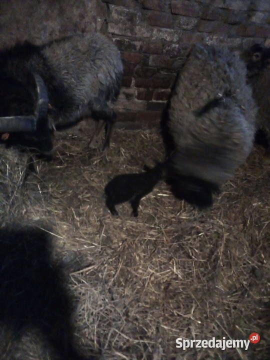 Owce wrzosówki i muflony Ełk