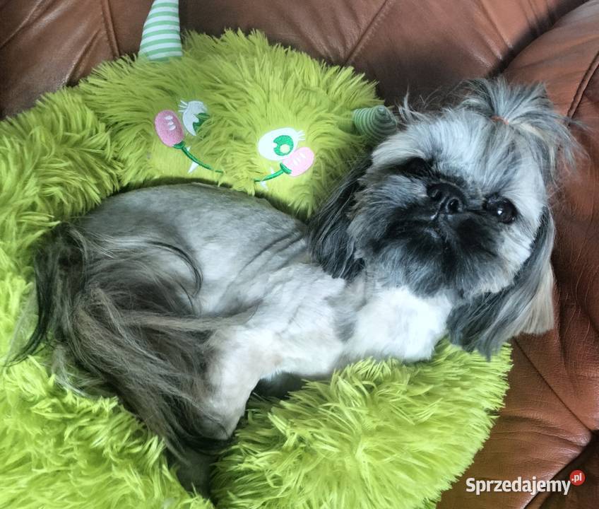 Shih tzu FCI piesek Wałbrzych sprzedam