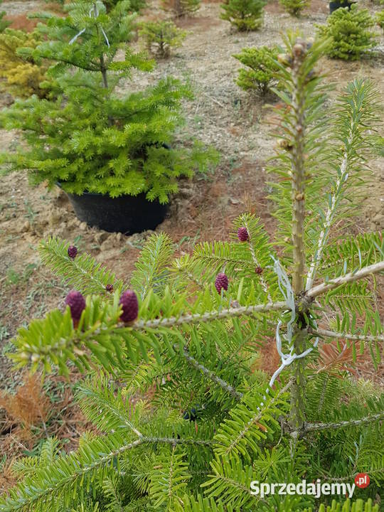choinki świerki jodły kalifornijskie szlachetne opolskie Turawa