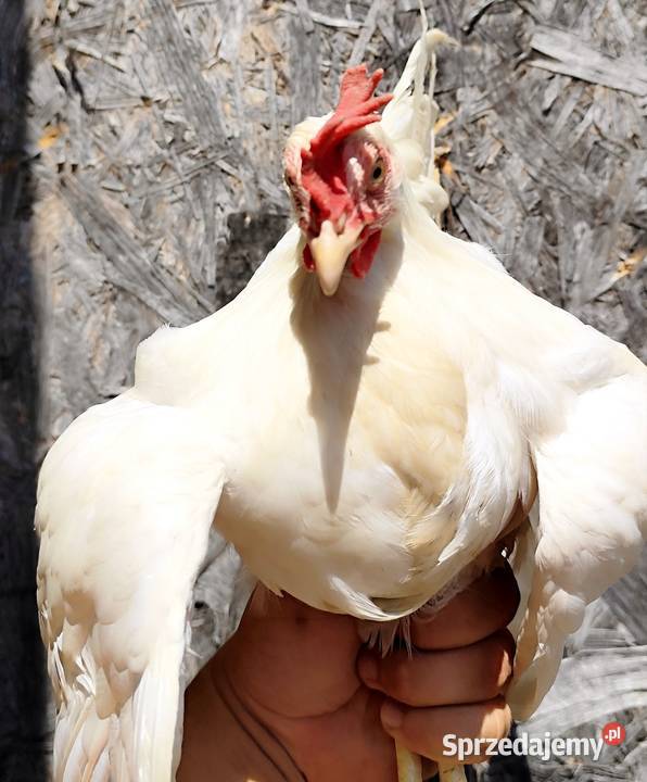 Koguty Leghorn 15 tygodni Dębica