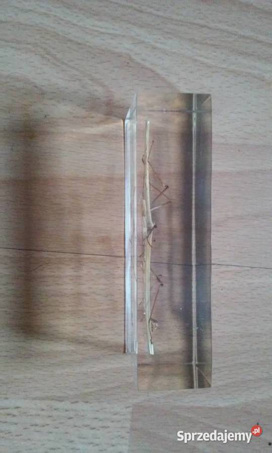 Patyczak w żywicy Szczecin sprzedam