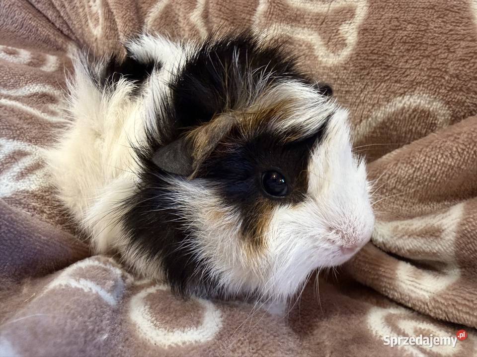 świnka morska cavia domowa SAMIEC małopolskie Koszyce Wielkie