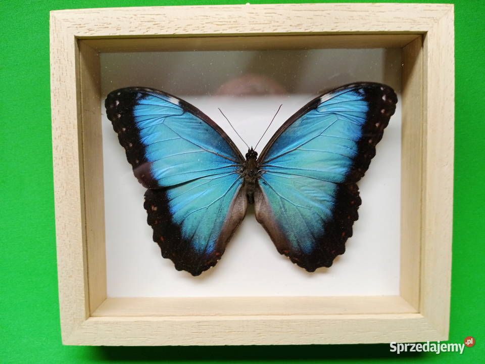 Motyl w ramce 14x10 Morpho helenor Carillensis Szczecin