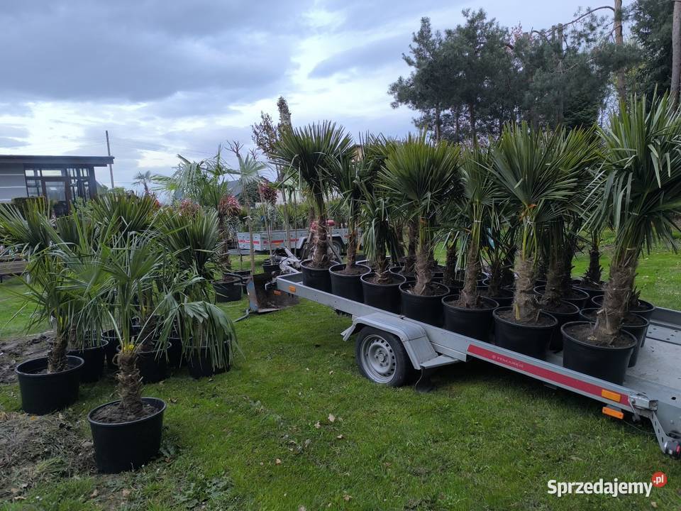 palma trachycarpus fortunei Pszczyna