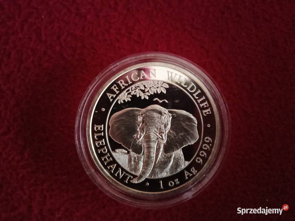Srebrna moneta 1 uncja Słoń Somalijski podkarpackie Rzeszów