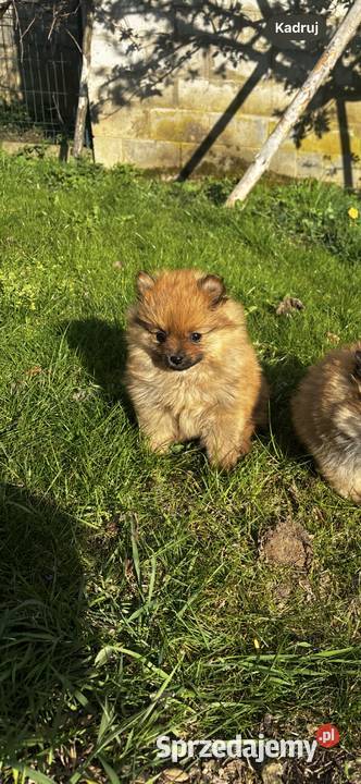 szpic miniaturowy pomeranian Pawłów