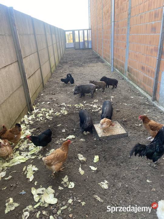 Świnki Wietnamskie półroczne knurki BEZ Środa Wielkopolska