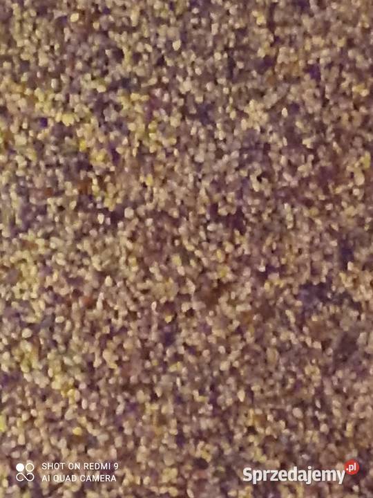 Koniczyna czerwona nasiona Produkcja roślinna świętokrzyskie Busko-Zdrój