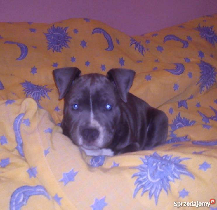 American Staffordshire Terrier BlueBłękitny Grudziądz