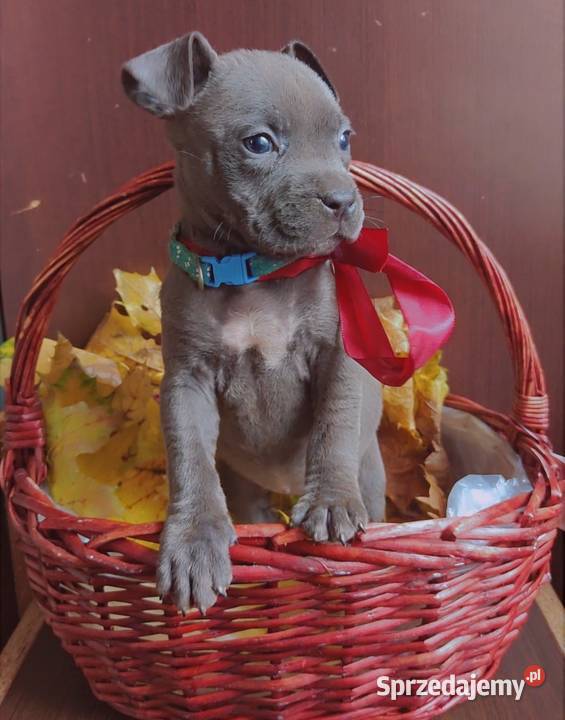 Amstaff Szczeniaki Radomsko sprzedam