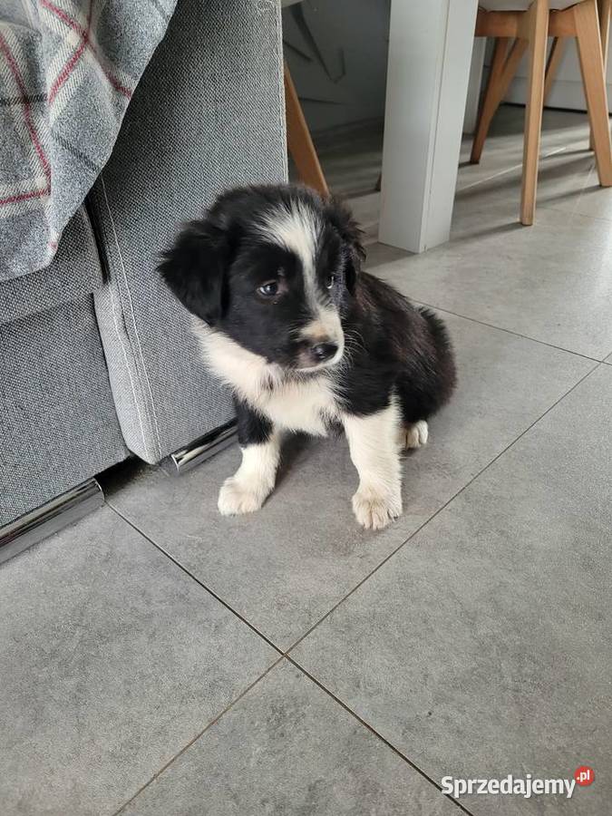 Border collie szczeniaki Łubnice