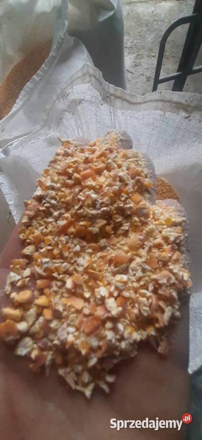 KUKURYDZA SUCHA GNIECIONA podlaskie Miodusy Wielkie sprzedam