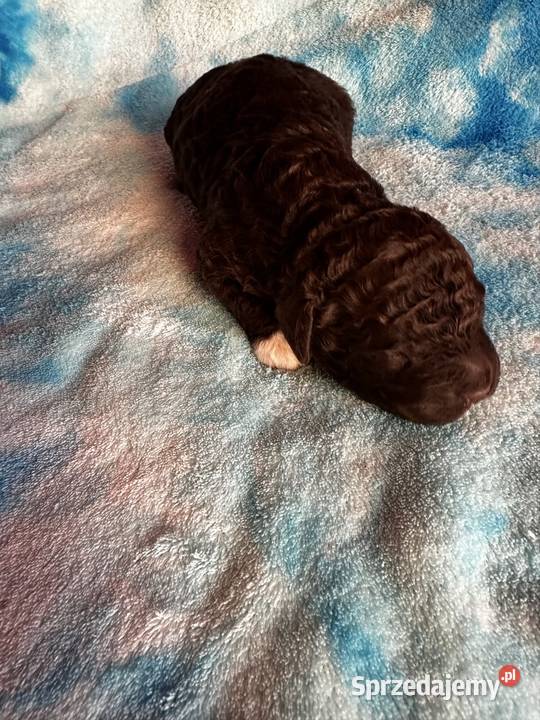 Lagotto Romagnolo ZKwP FCI Żyrardów sprzedam