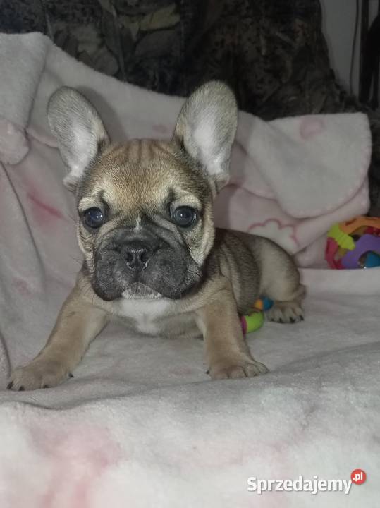Buldog francuski szczenię mazowieckie