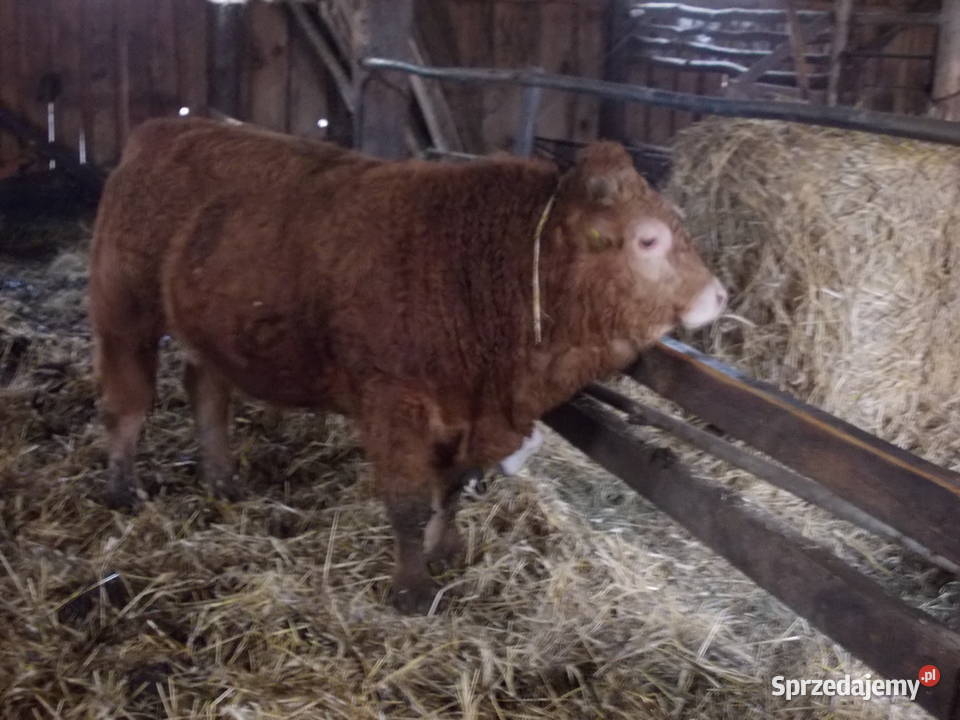 Byki 100 limousine Bydło mięsne Gołdap
