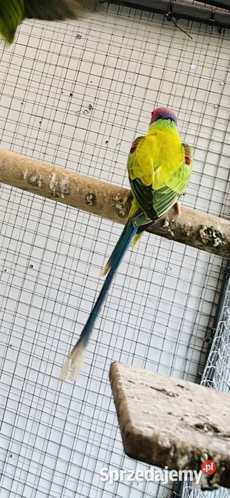 Aleksandretta śliwoglowa Maciejowice