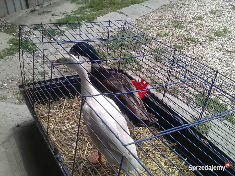 Sprzedam kaczki biegusy parę 85zlszt Tomaszów