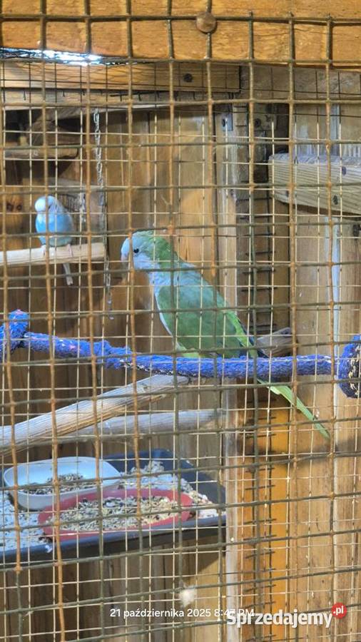 Papuga Mnicha nizinna Bydgoszcz