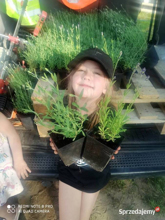 Lawenda lekarska wąskolistna Sadzonki kwiaty Korczew