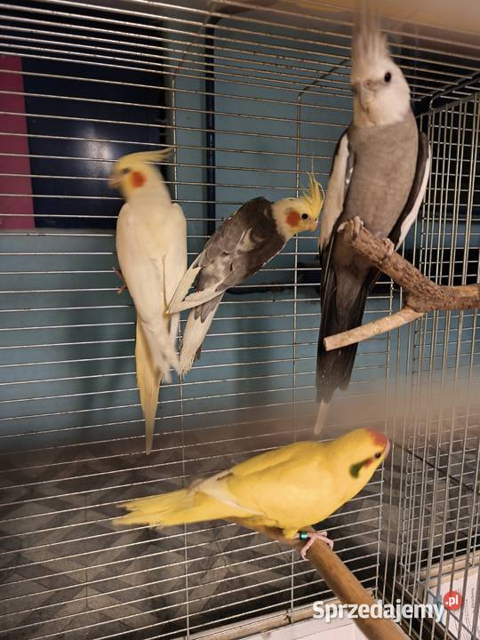 Nimfy Lutino białogłowe standardy itp Poznań sprzedam