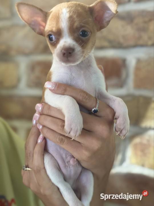 Mikro Chihuahua XXS najukochańszy przyjaciel na Warszawa