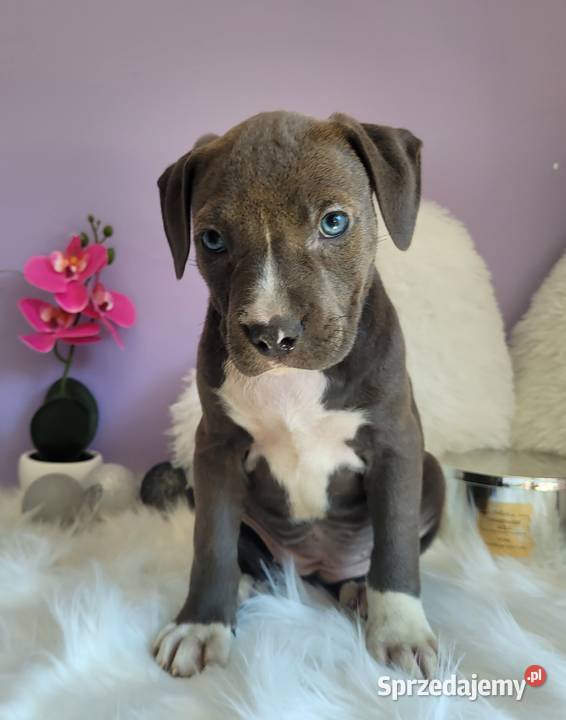 Cudowne i rodzinne szczeniaki Amstaff blue Kraków