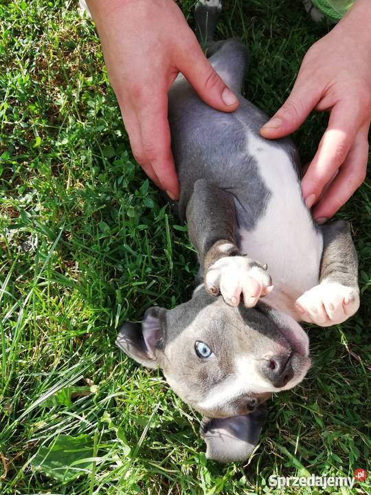Oddam szczeniaki amstaff Sieprawki sprzedam