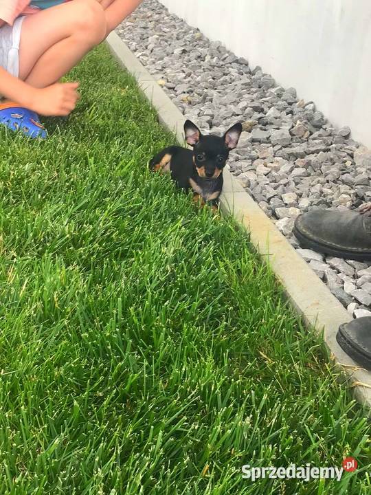 Pieski Pinczer miniaturowy szczeniaki