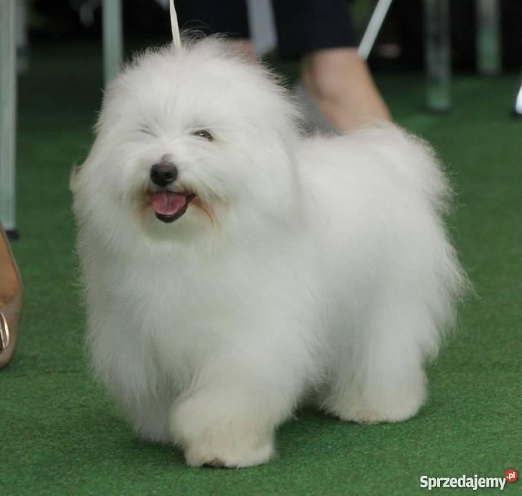 Szczenięta Coton de Tulear wspaniałe psy do Psy mazowieckie Ciechanów