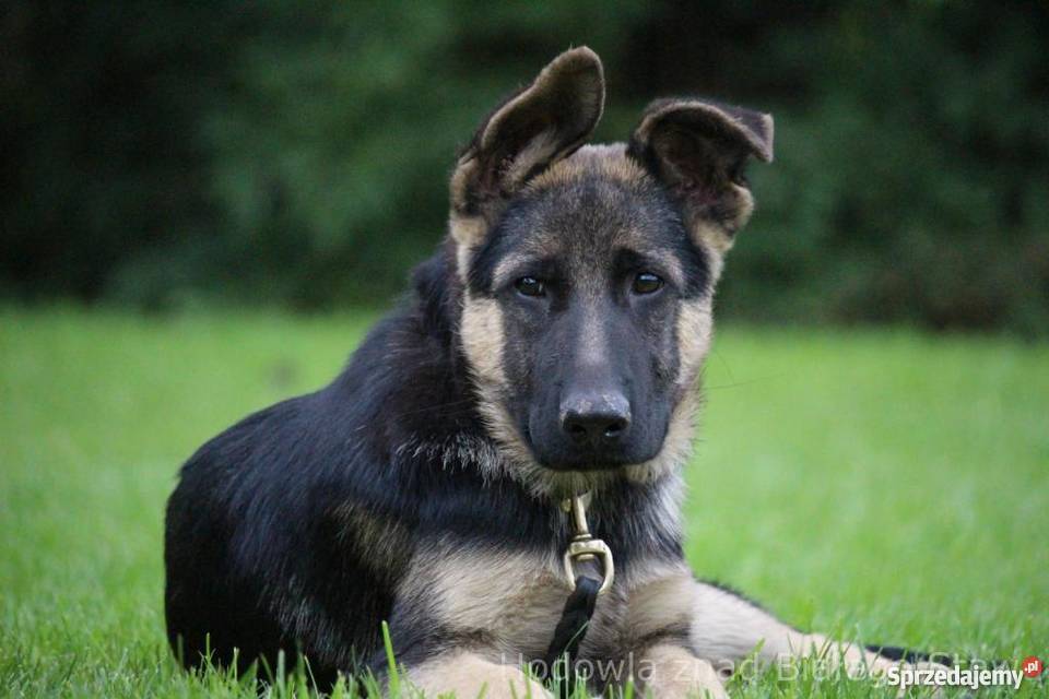 Owczarek Niemiecki krótkowłosy Konin