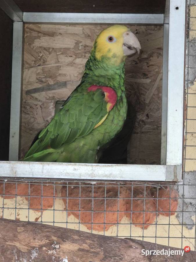 Sprzedam papuga Amazonka Zwierzęta Kraków sprzedam