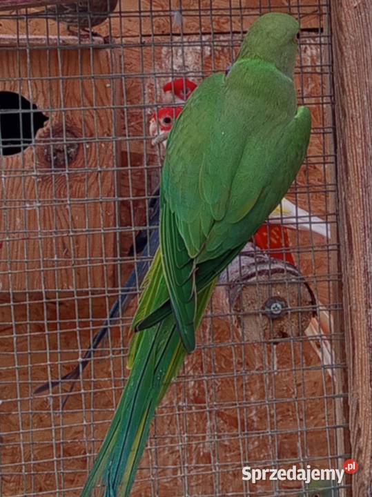 Aleksandretty samice 2024 Zwierzęta Środa Wielkopolska