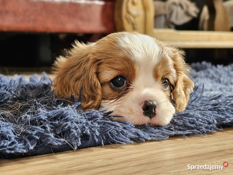 Cavalier king charles spaniel FCI ZKwP Klonowo