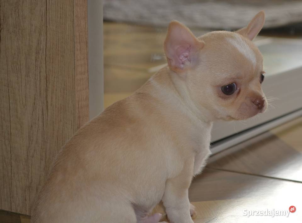 CHIHUAHUA ŚLICZNY MALUTKI PIESIO Warszawa