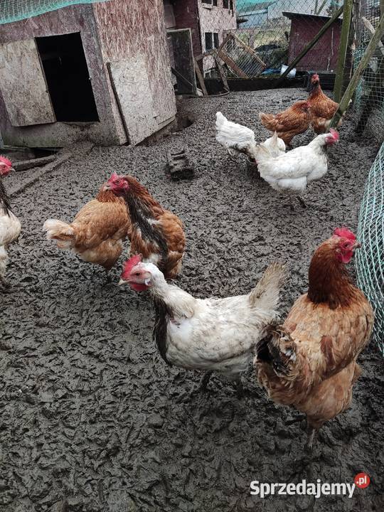 Sprzedam zwierzęta widoczne na zdjęciach Tanio Kraśnik