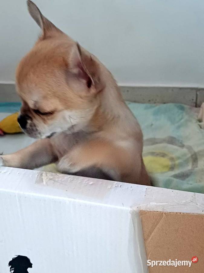 Chihuahua XSS Przepiękna Beżowa