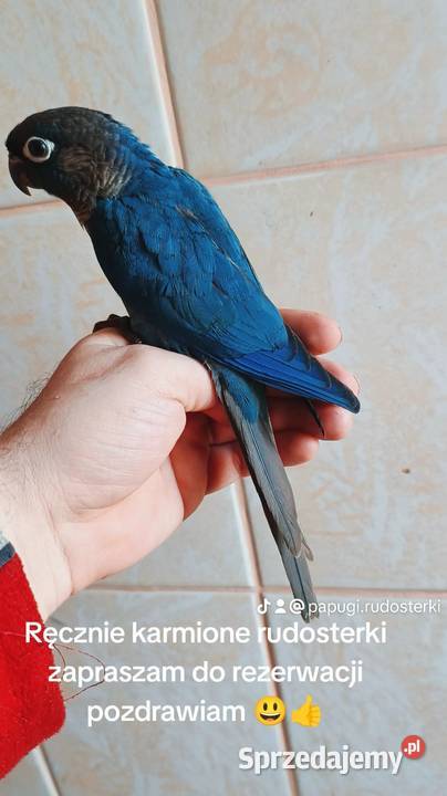 Rudosterki ręcznie karmione Tychy