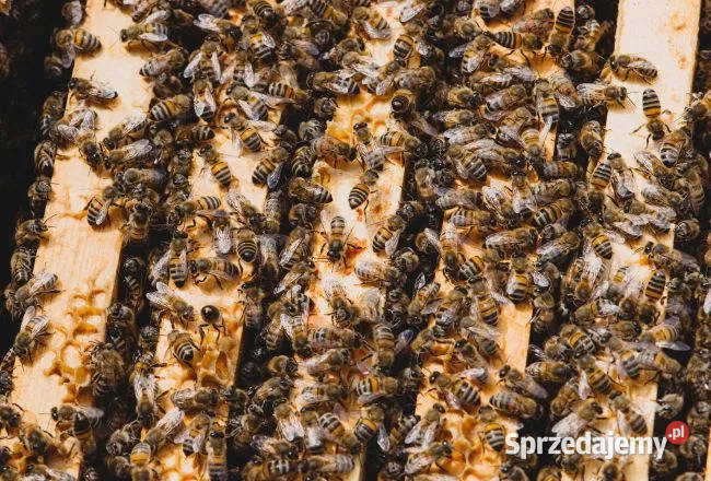 Pszczoły Zdrowe Rodziny Pszczele Dębno