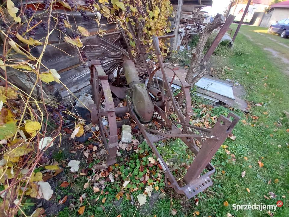 kopaczka gwiasdzista Tczów