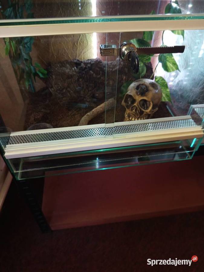 Kolekcja ptaszników Chomęcice