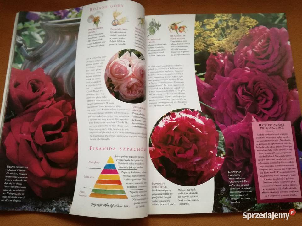 Mój piękny ogród Róże z tradycjami Czasopismo Łódź