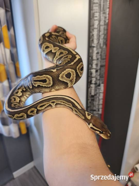 Pyton królewski dolnośląskie Wałbrzych