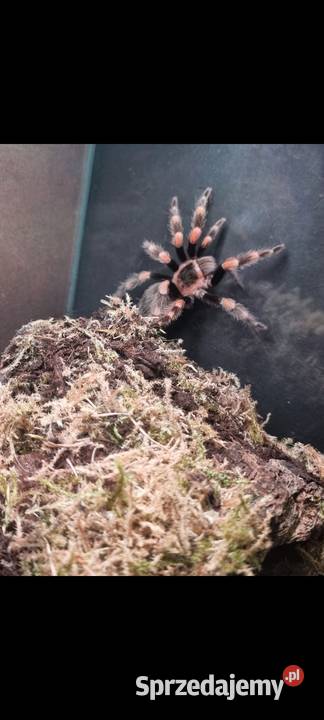 Brachypelma hamorii 35DC samiec małopolskie