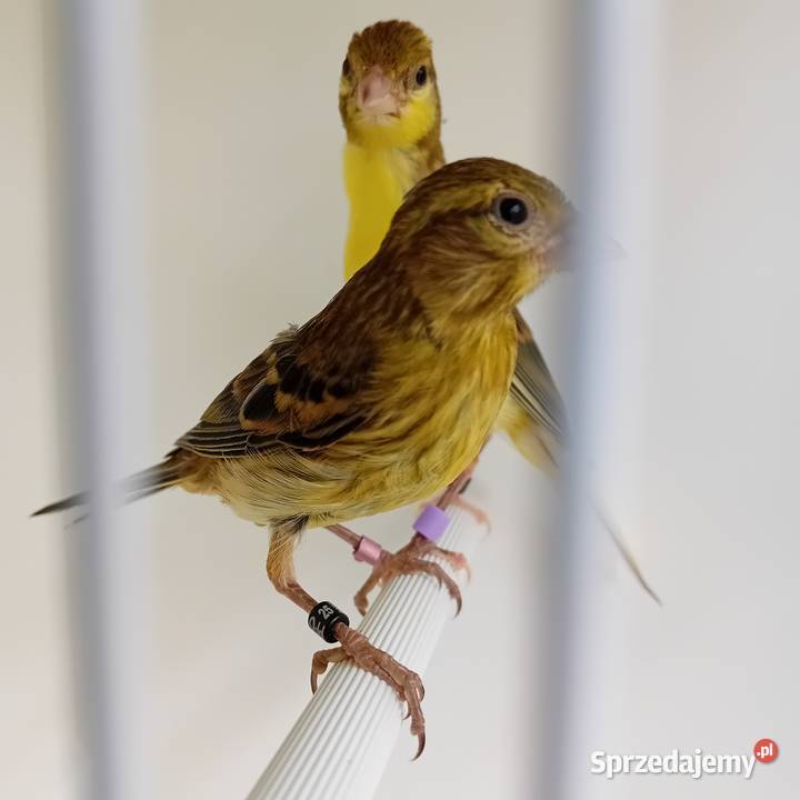 Kanarki miniatura hiszpańska Tomaszów Bolesławiecki