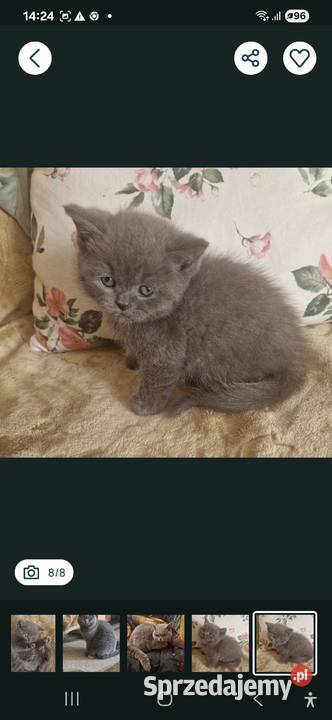 Brytyjskie niebieski chlopak krótkowłosy Szamotuły